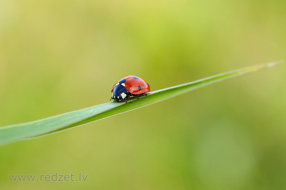 Ladybird on Grass Stem