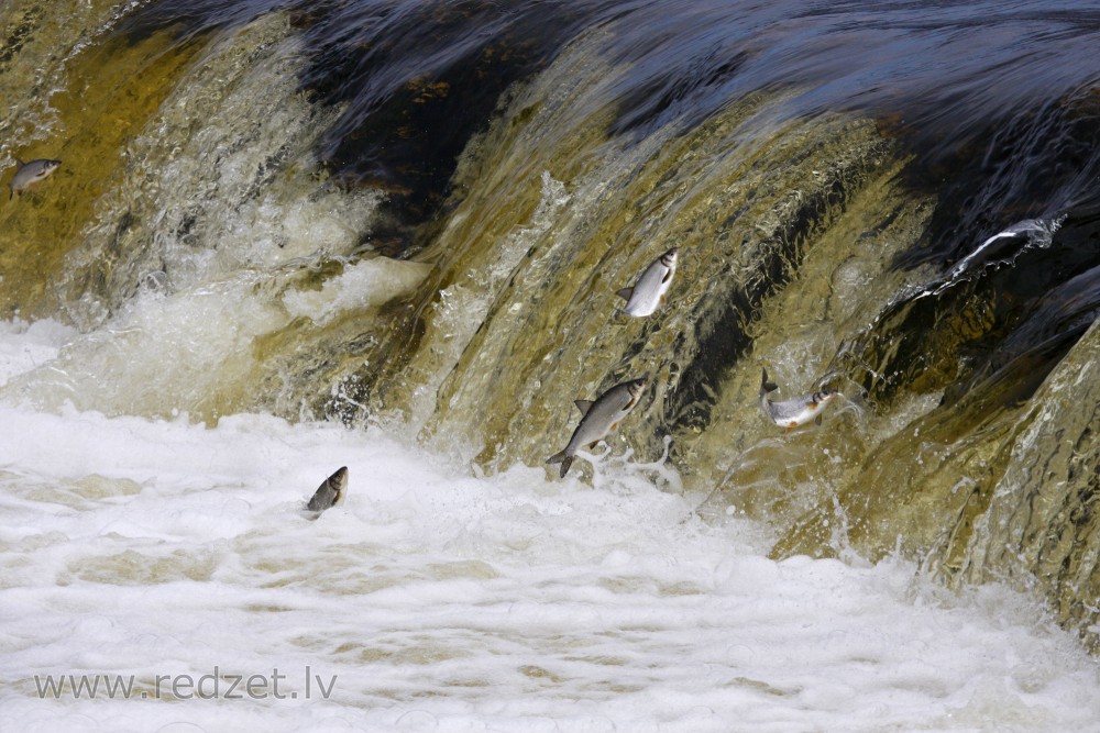 Fish jump over waterfall on Venta river