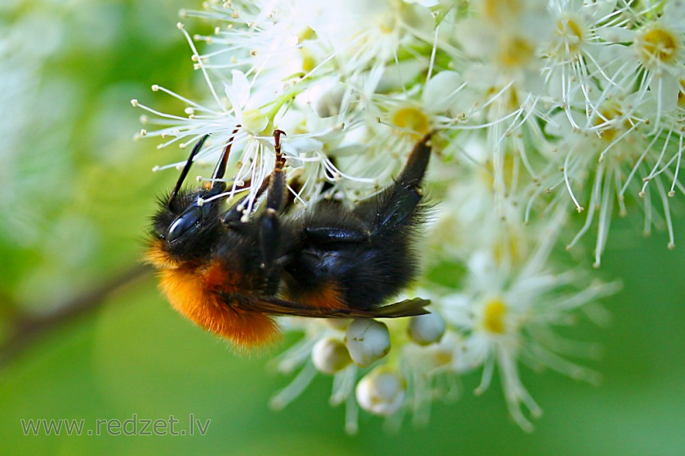 Kamene (Bombus)