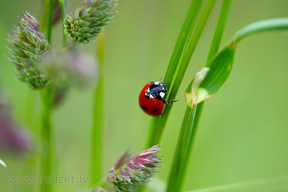 Ladybird on Grass Stem