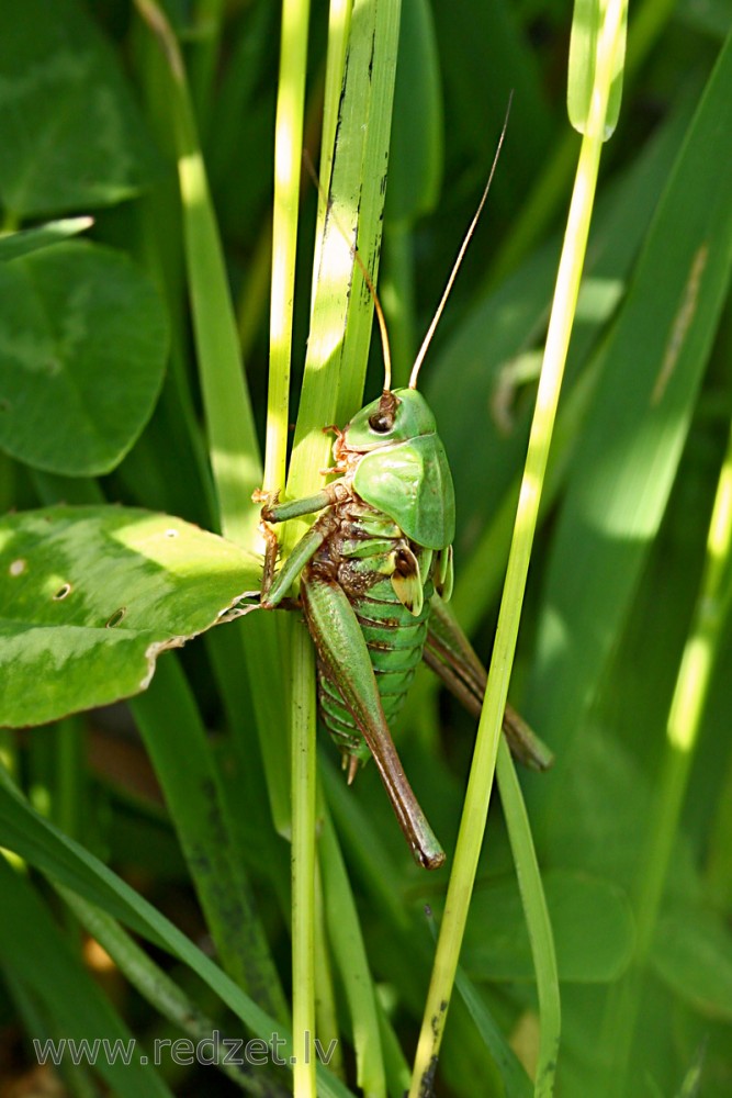 Sienāzis