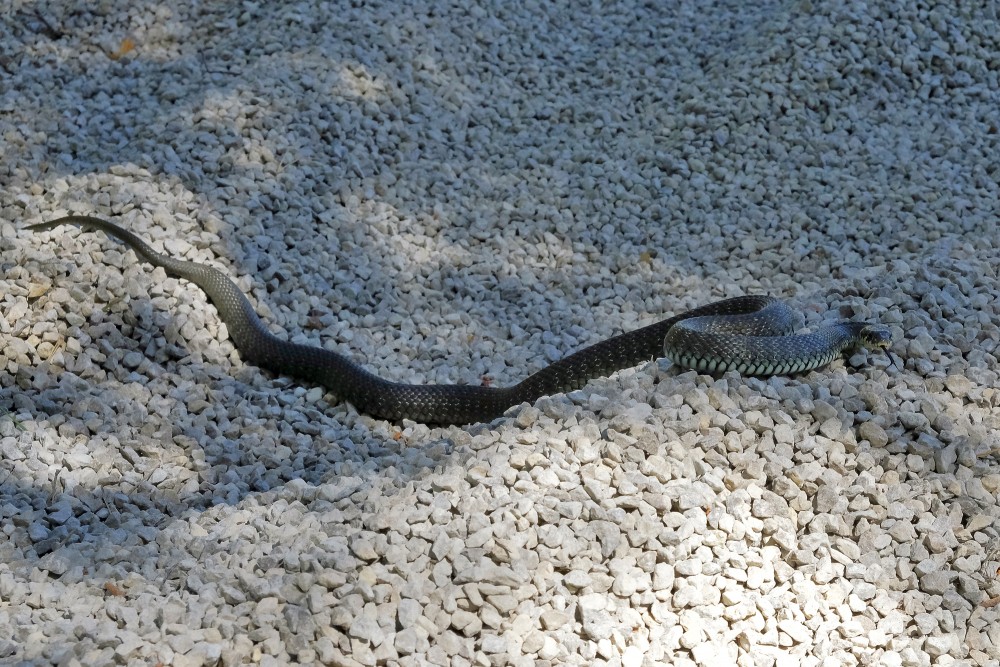 Grass snake (Natrix natrix)