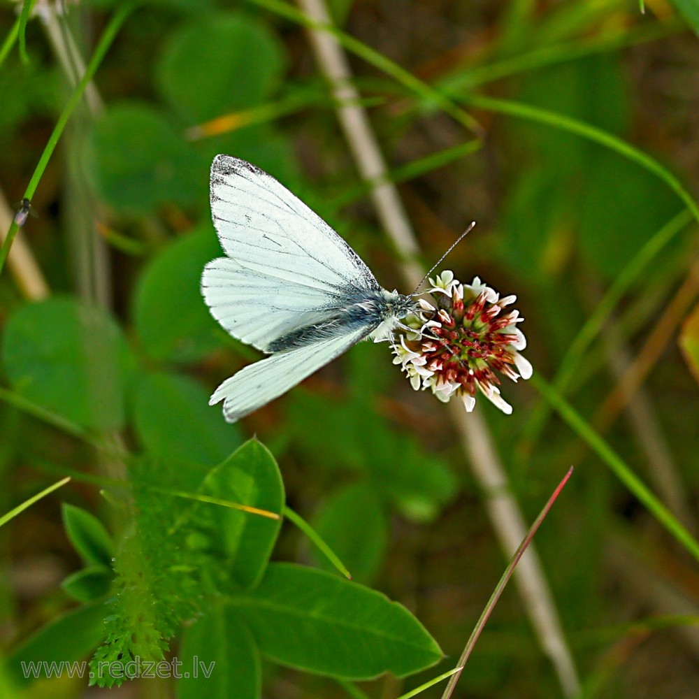 Green-veined white