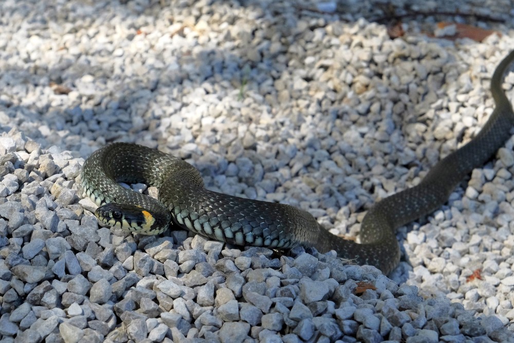 Parastais zalktis ar paceltu galvu uz oļainas virsmas