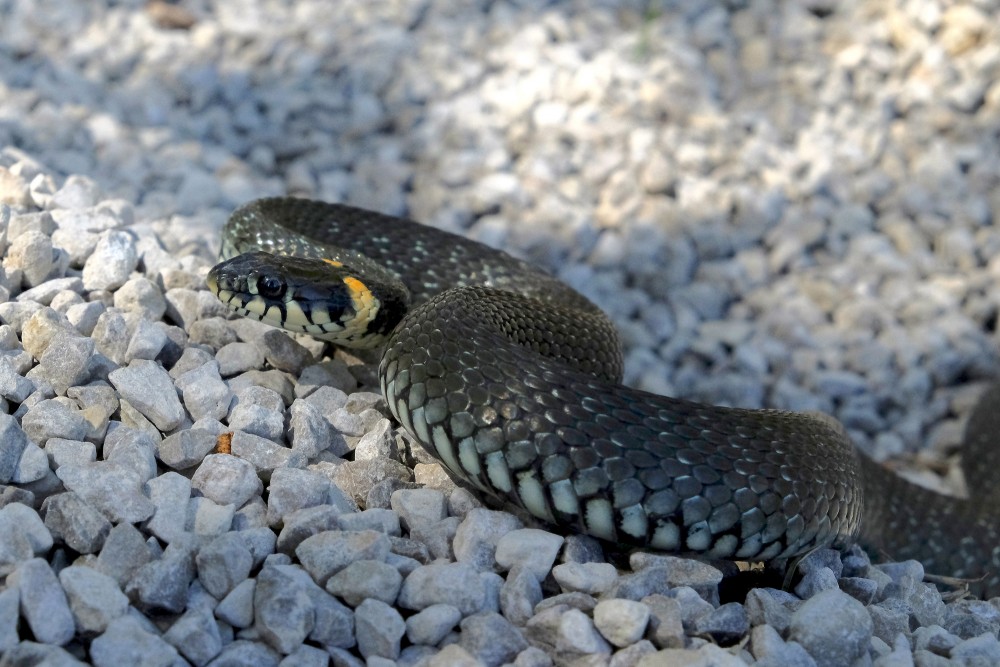 Grass Snake Close Up