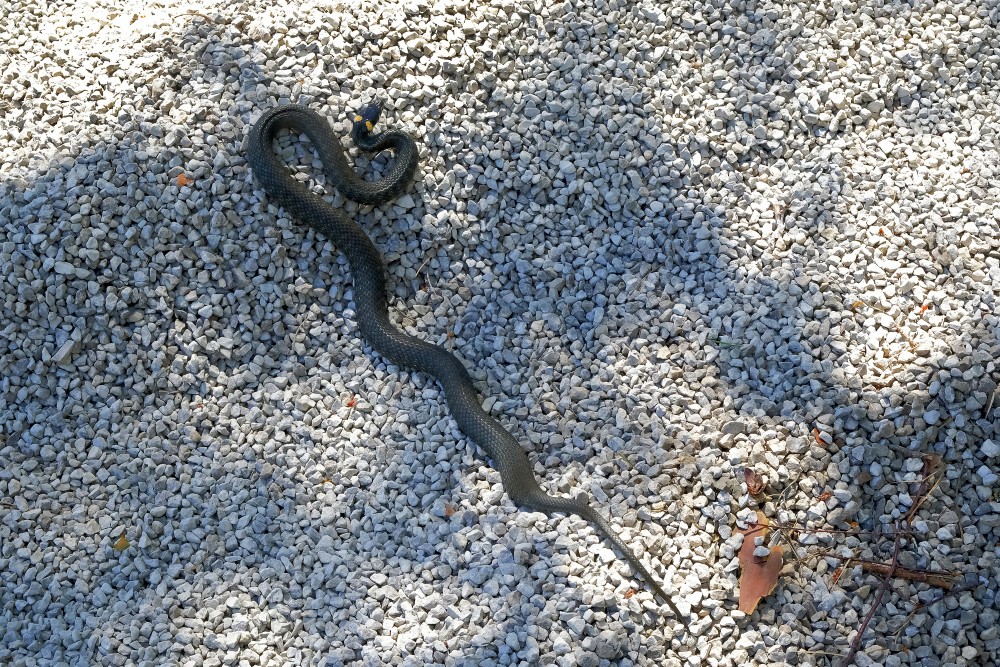 Parastais zalktis izstiepies uz oļainas virsmas skatā no augšas