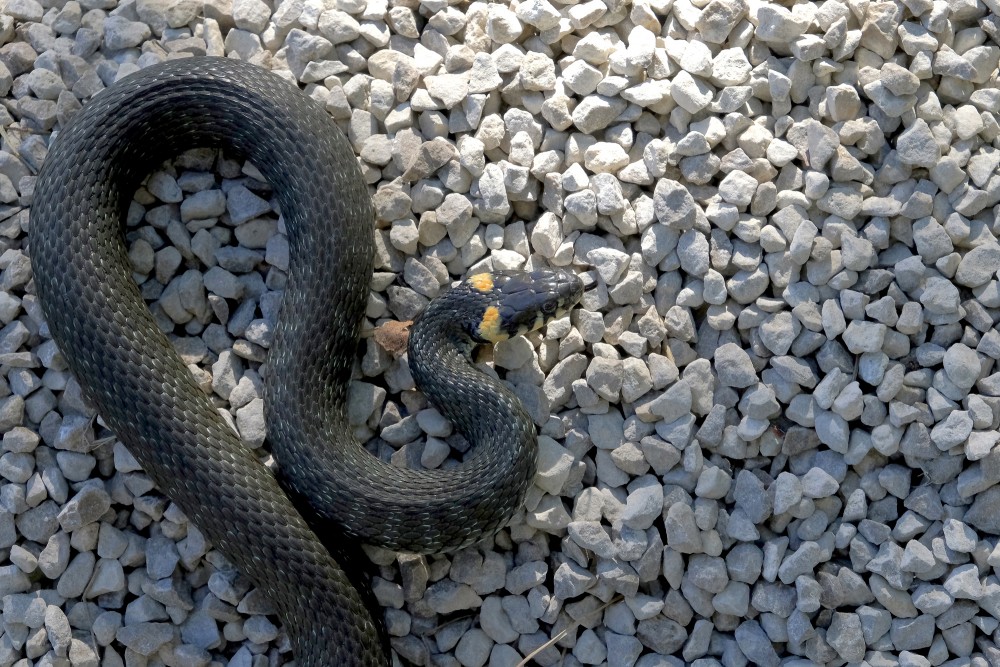 Parastais zalktis ar izliektu ķermeni uz gaišiem oļiem