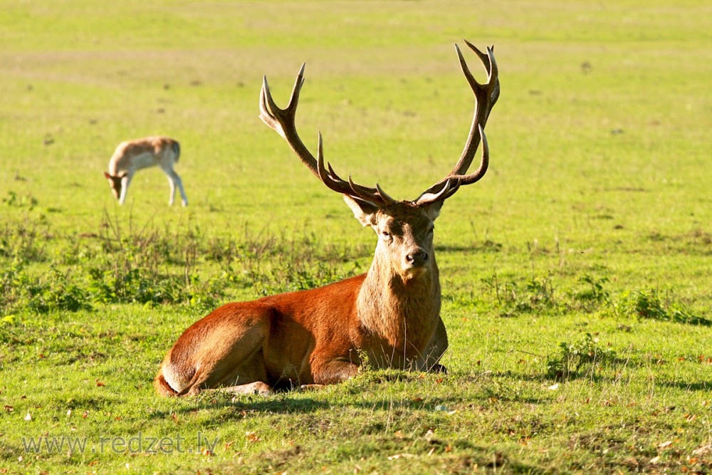 Staltbriedis (Cervus elaphus)