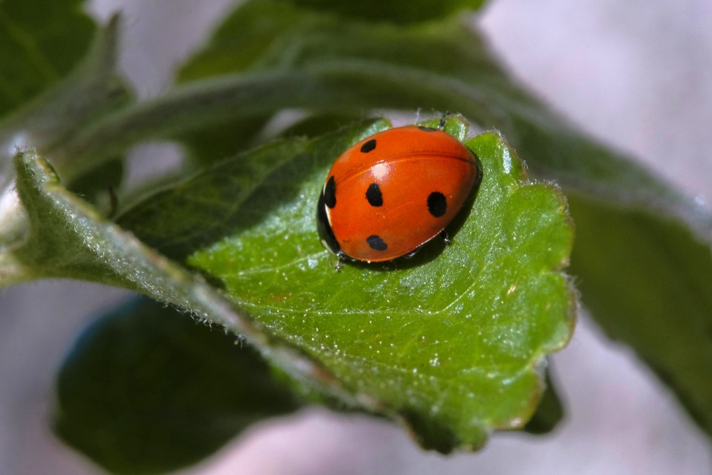 Seven-spot ladybird