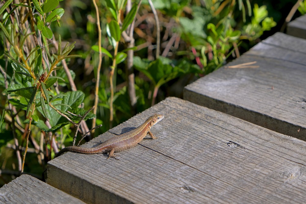 Pļavas ķirzaka uz koka dēļiem saulainā dabas vidē