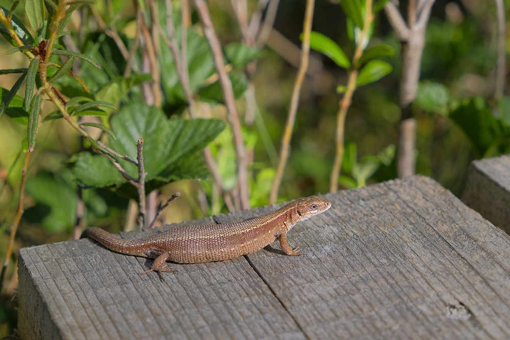 Pļavas ķirzaka uz koka virsmas ar zaļu augu fonu