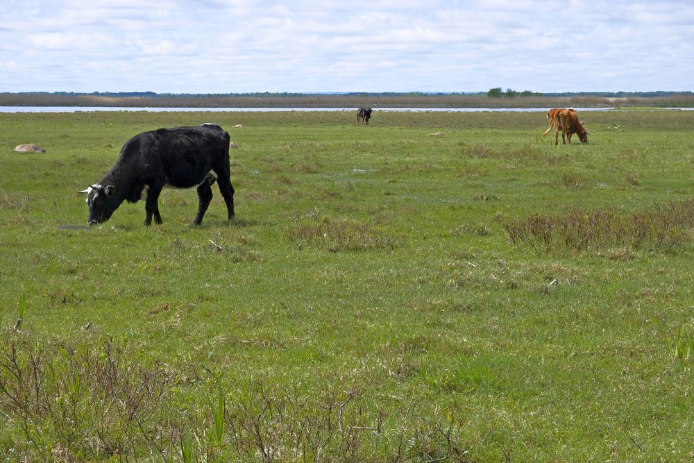 Wild Cattle in the Nature Park "Engure Lake"
