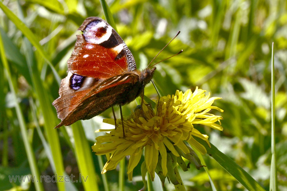 Acainais raibenis