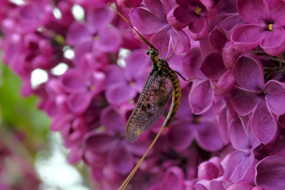 Mayfly (Ephemeroptera)