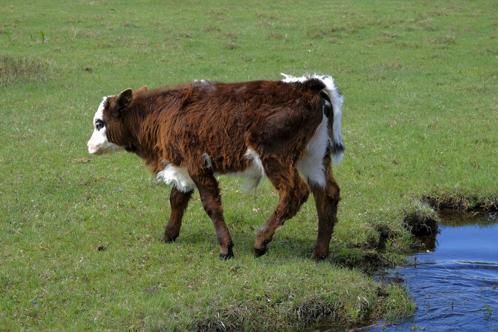 Wild Cow Calf