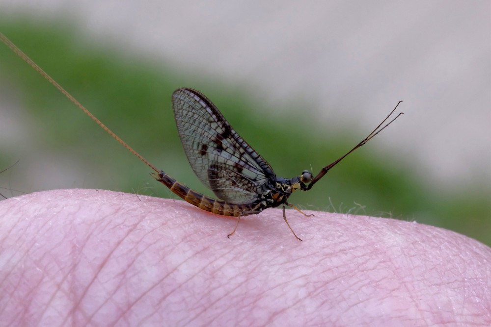 Mayfly (Ephemeroptera)