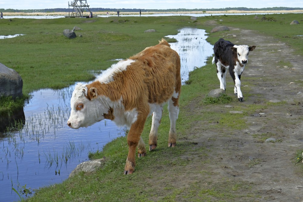 Wild Cow Calfs in the Nature park "Engure Lake"