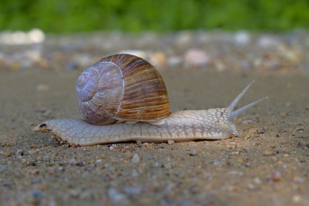 Roman snail slowly moving across a sandy path
