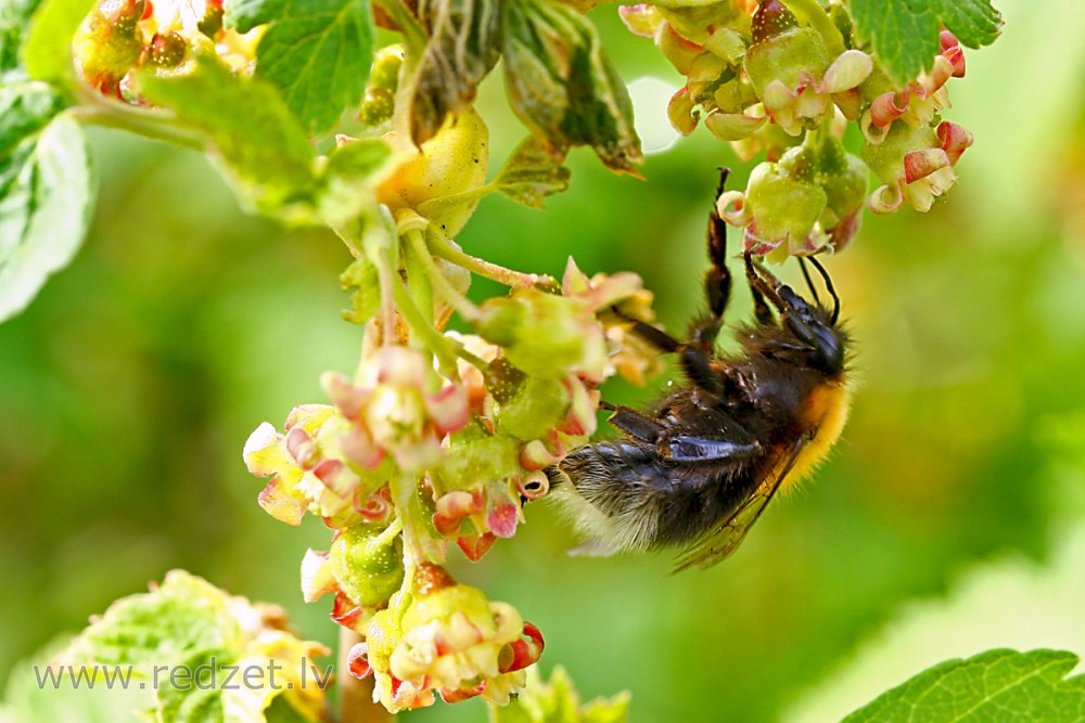 Kamene (Bombus)