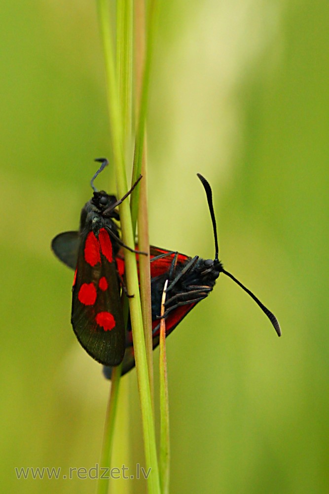 Sausseržu raibspārnis (Zygaena lonicerae) 