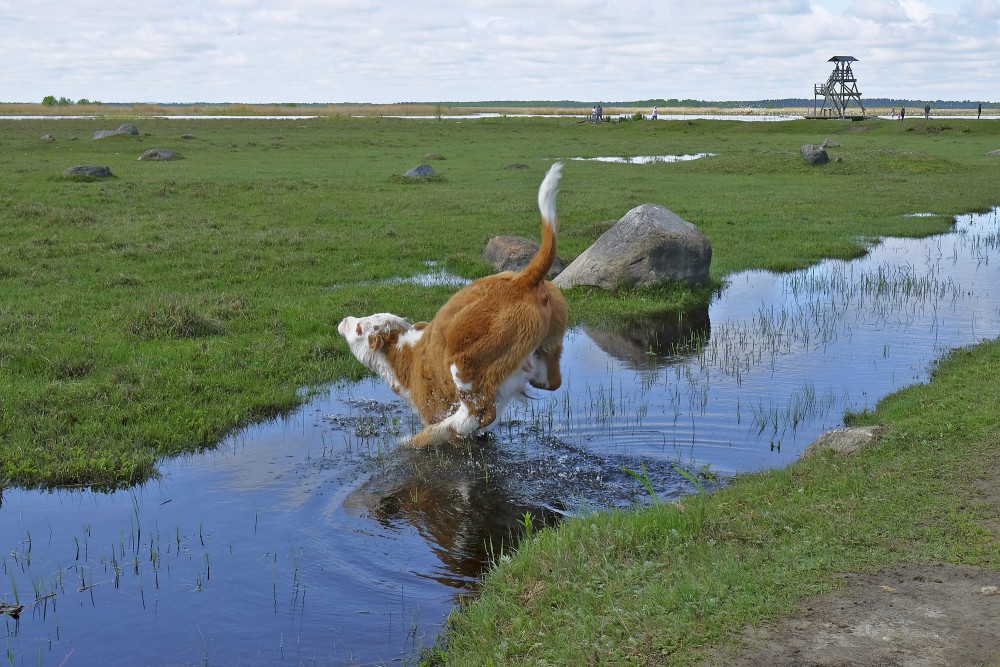 A Calf Jumps over a Water Ditch