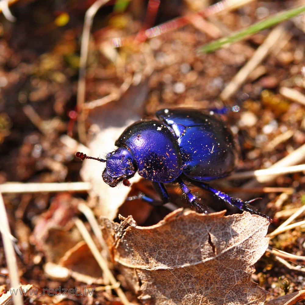 Meža bambals jeb meža mēslvabole (Anoplotrupes stercorosus) 