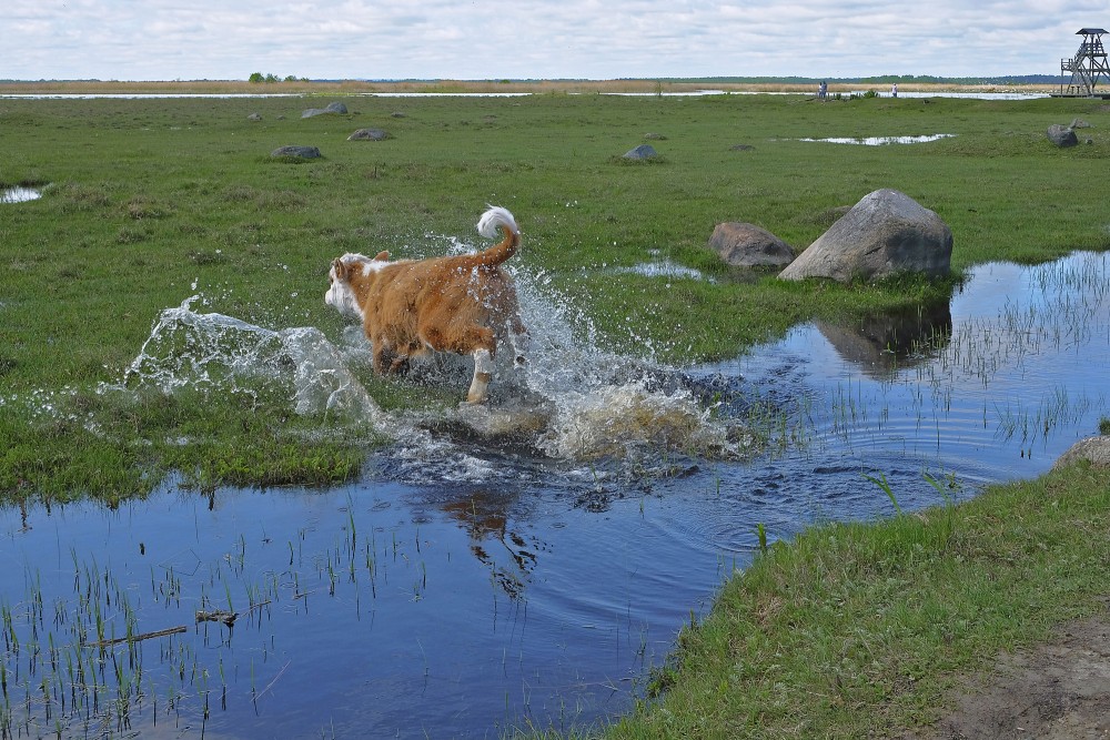 A Calf Jumps over a Water Ditch
