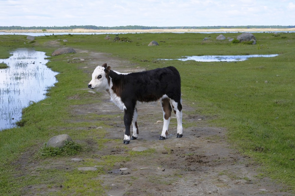 Wild Cow Calf in the Nature park "Engure Lake"