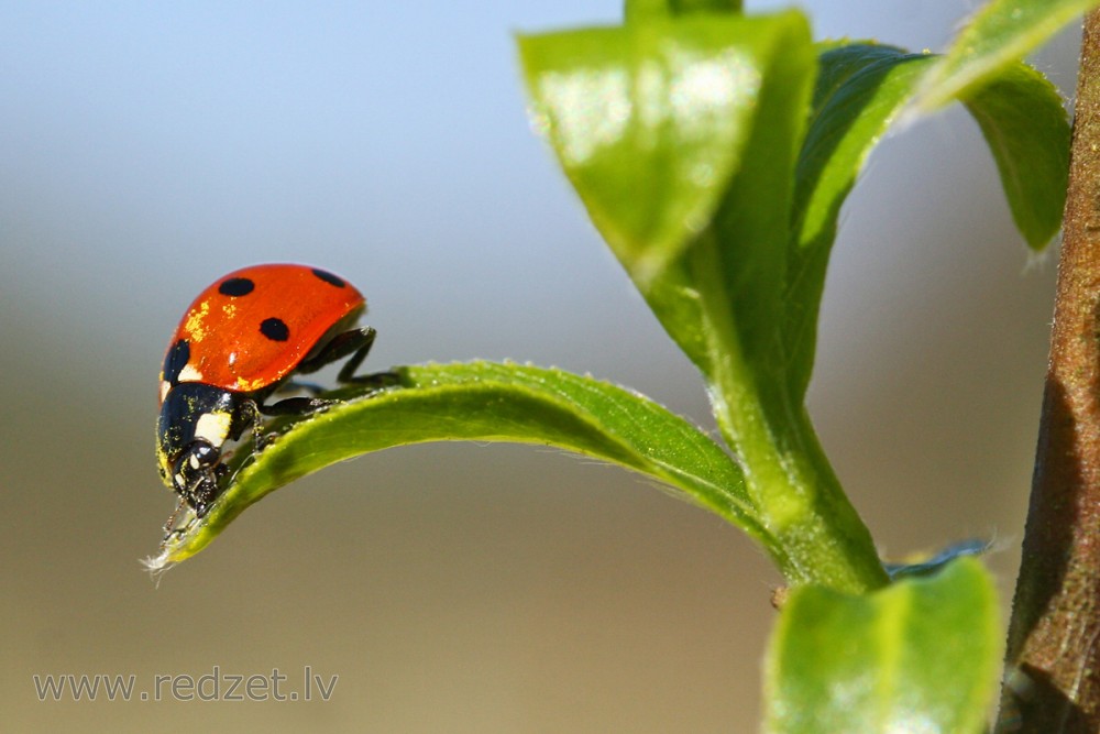 Ladybird on a Wooden Leaf