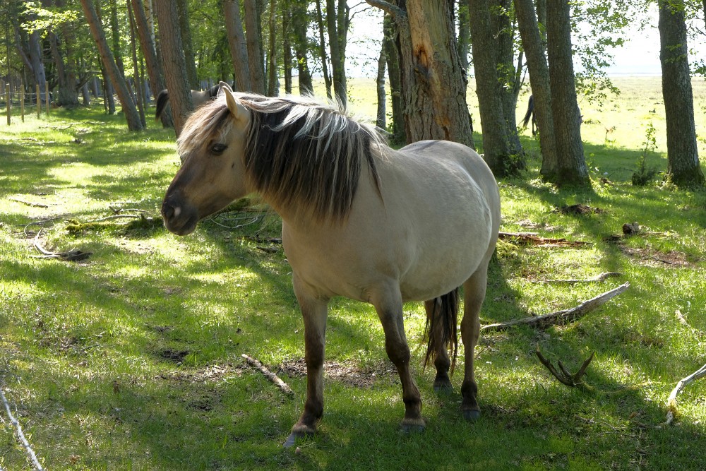 Savvaļas zirgs dabas parkā "Engures ezers"