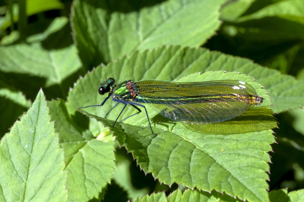 Banded demoiselle (Female, metallic green)