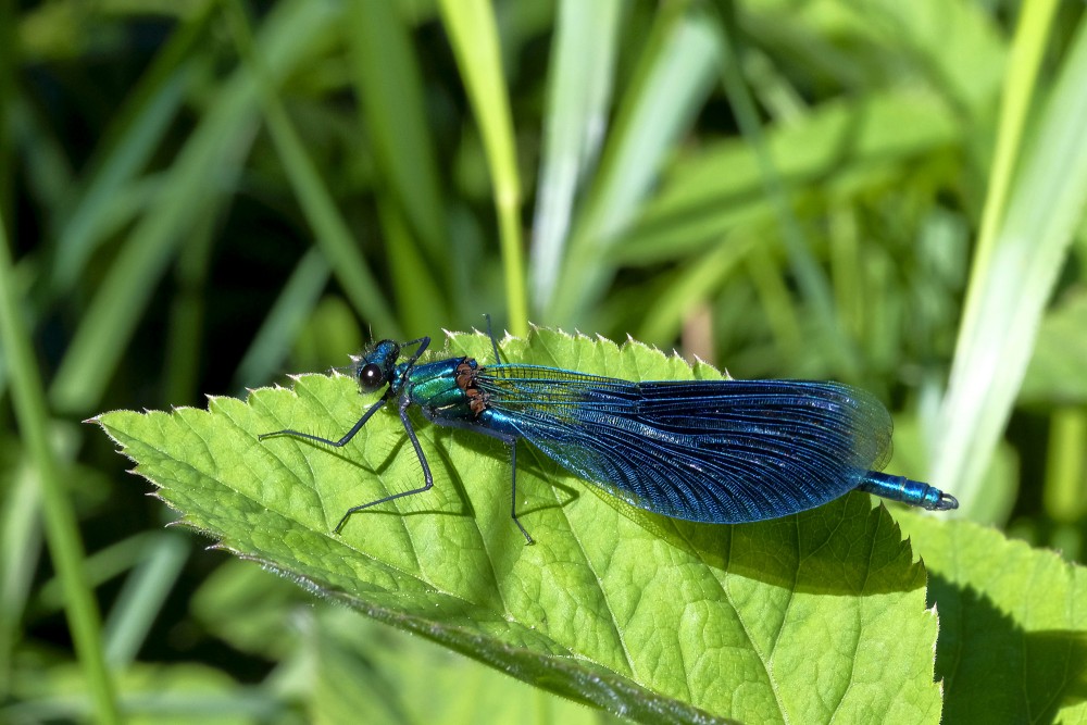 Banded demoiselle (Male, metallic blue)