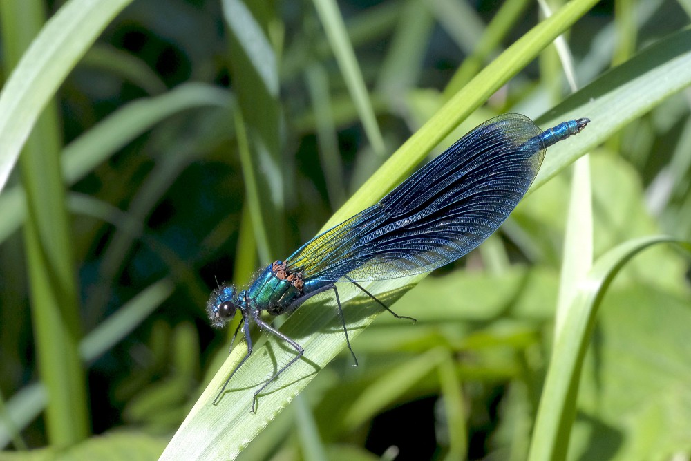 Banded demoiselle (Male, metallic blue)