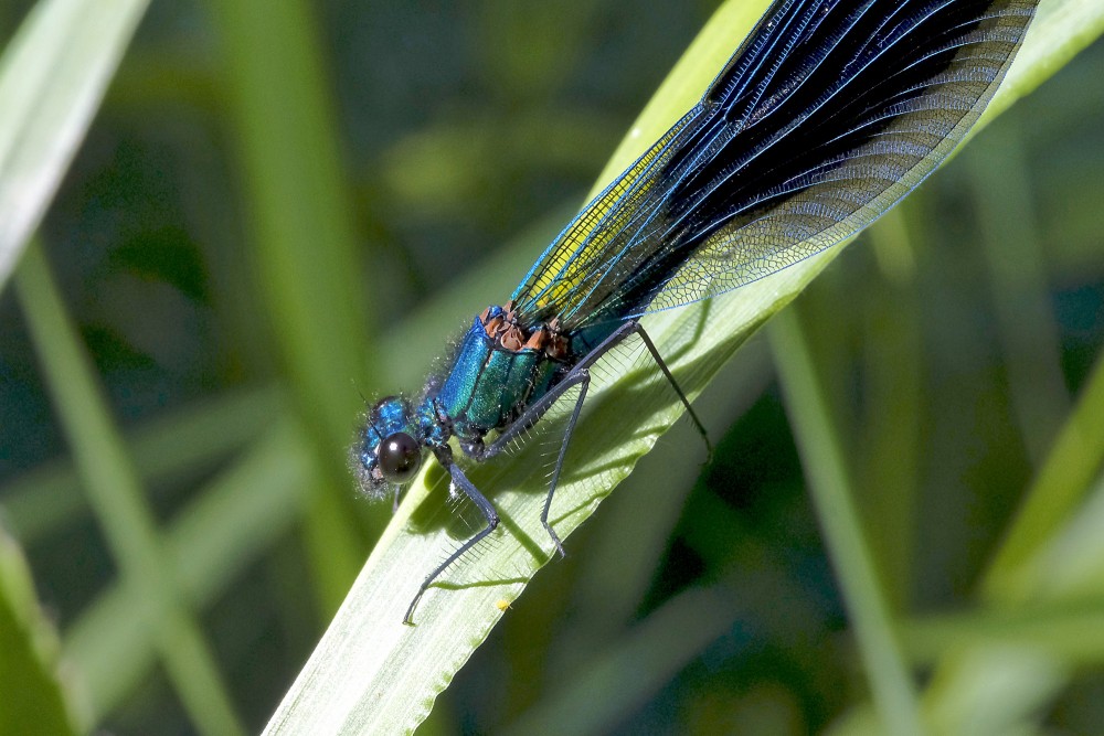 Banded demoiselle (Male, metallic blue)