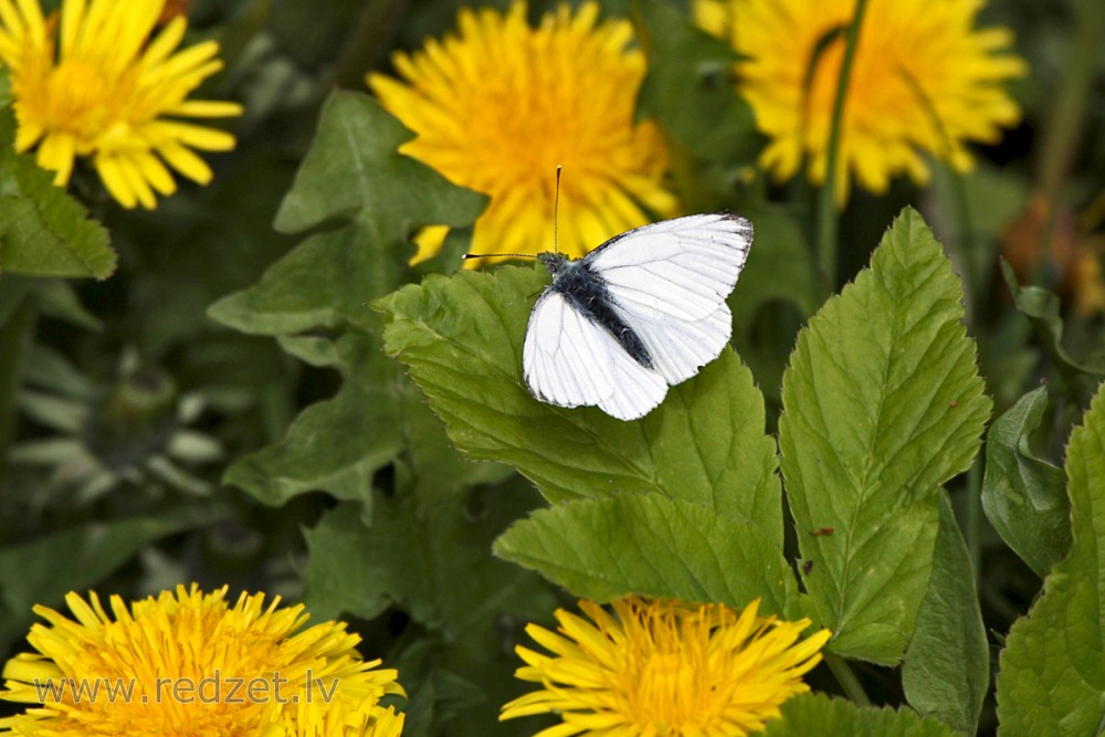 Green-veined white and Common Dandelion