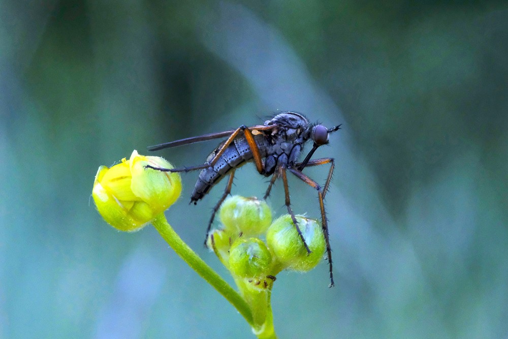 Dagger flies and balloon flies