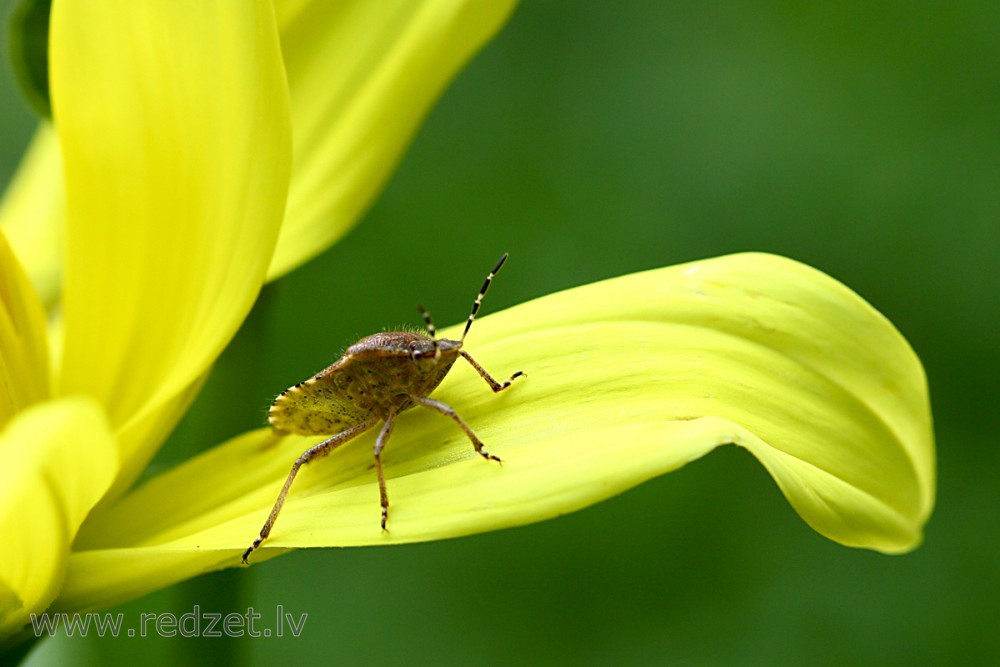 Ogu vairogblakts (Dolycoris baccarum)