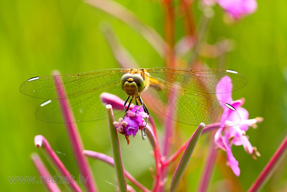 Odonata close-up - redzet.lv