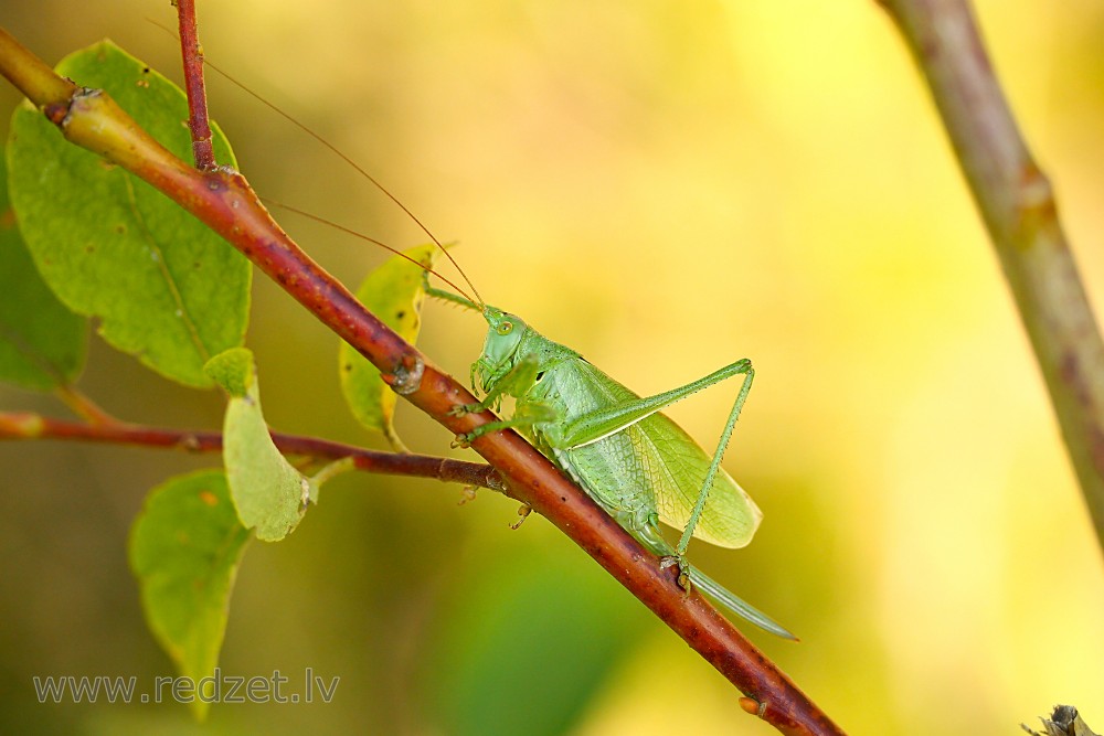 Green Bush-cricket