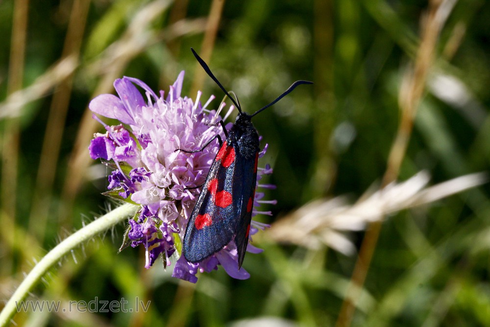 Sausseržu raibspārnis (Zygaena lonicerae) 