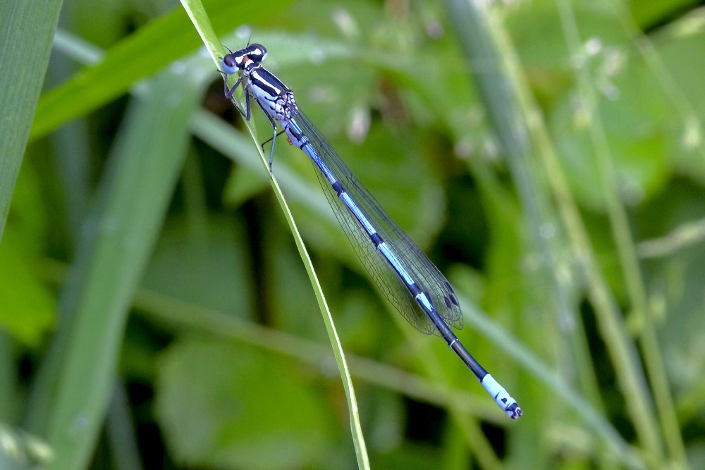 Variable damselfly