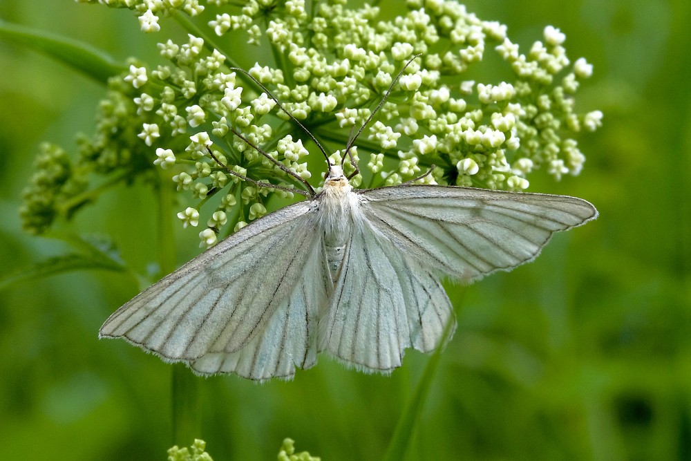 Black-veined Moth
