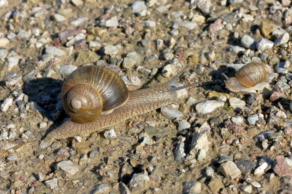 Big And Small Roman Snail