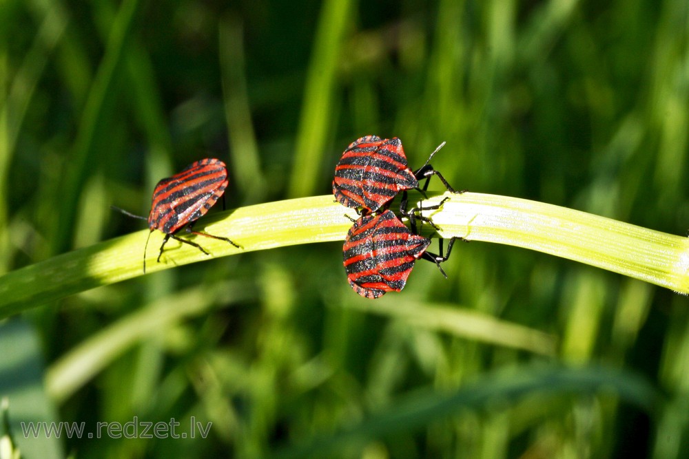 Svītrainā vairogblakts (Graphosoma lineata)