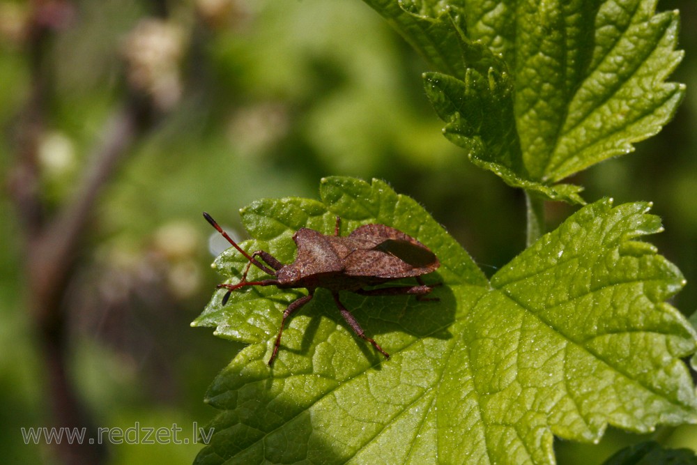 Skābeņu krāšņblakts (skābeņu-vīgriežu ornamentblakts) - Coreus marginatus L.