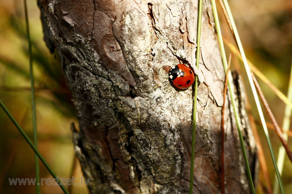 Ladybird on a Tree Trunk