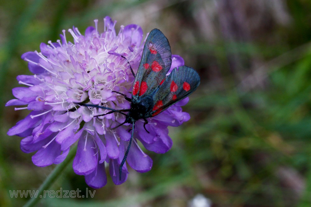 Sausseržu raibspārnis (Zygaena lonicerae) 