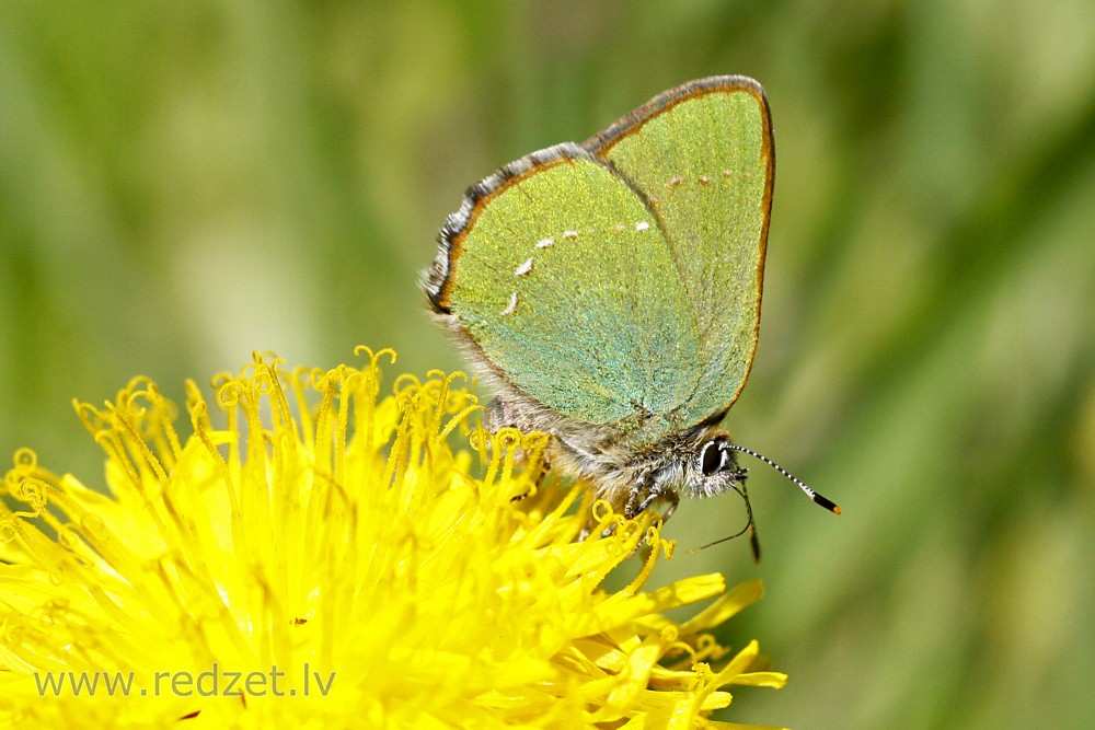 Green hairstreak