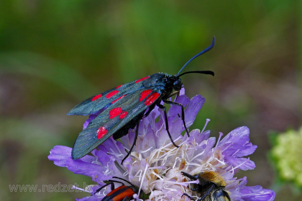 Sausseržu raibspārnis (Zygaena lonicerae) 