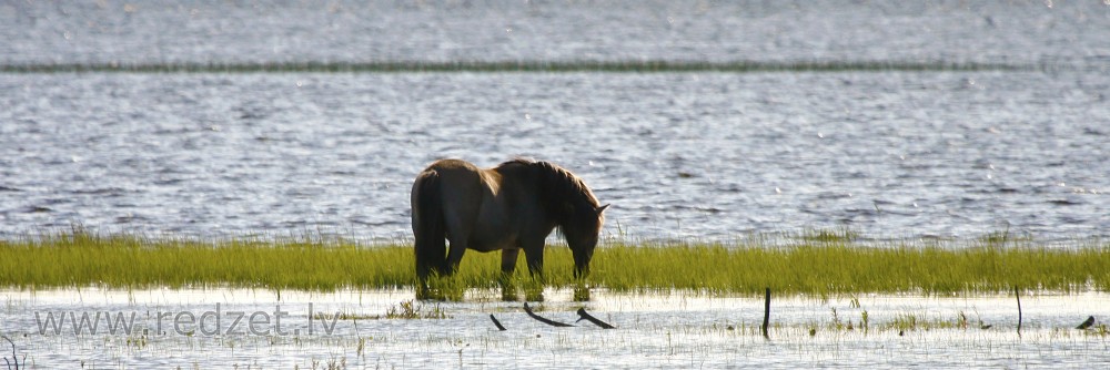 Savvaļas zirgs ūdenī